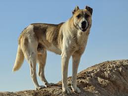 Persia Dog