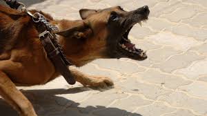 Attack Dog